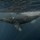 Leviathan hunting