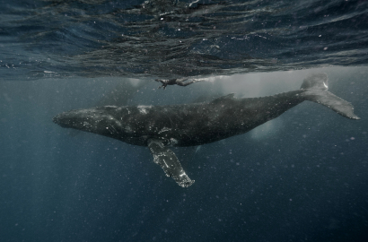 Leviathan hunting