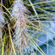 Foxtail Dew