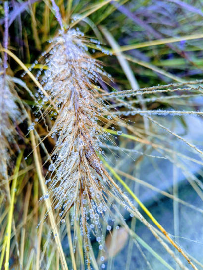 Foxtail Dew