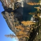 Larches!