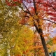 Falling for foliage 