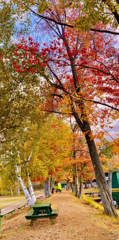Falling for foliage