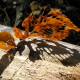 Butterfly - autumn.