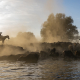 Buffalos