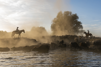 Buffalos