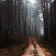 Trail trees in autumn forest Nature landscape