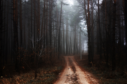 Trail trees in autumn forest N...