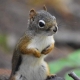 Squirrel2