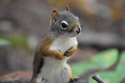 Squirrel2