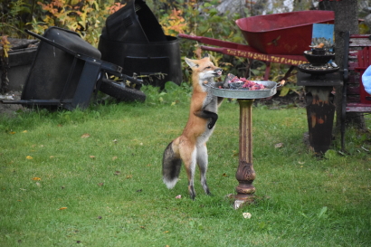 Foxy Lady