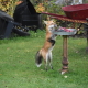 Foxy Lady