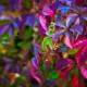 Multicolor autumn