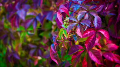 Multicolor autumn