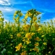 Field in Bloom