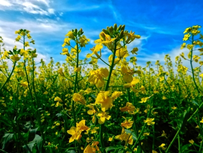 Field in Bloom