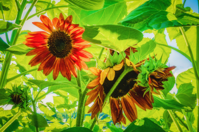 Fall's Sunflowers