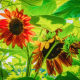 Fall's Sunflowers