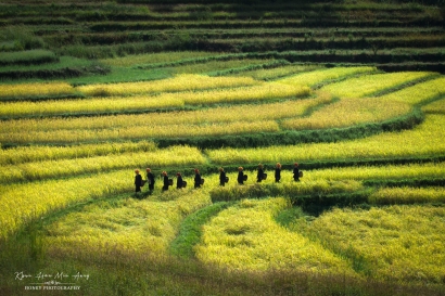 Paddy Farmer
