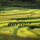 Paddy Farmer