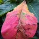 Sign of Autumn 