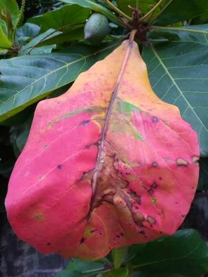 Sign of Autumn