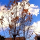 Autumn 
