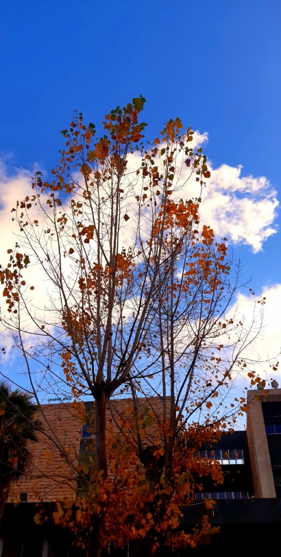 Autumn