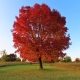 Autumn Splendor
