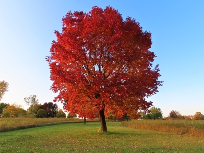 Autumn Splendor