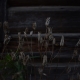 Autumn time decay