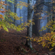 Misty fog in the woodland