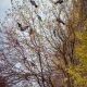 Ravens