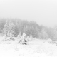 Whisper of Winter