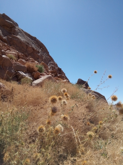 Mountain flora