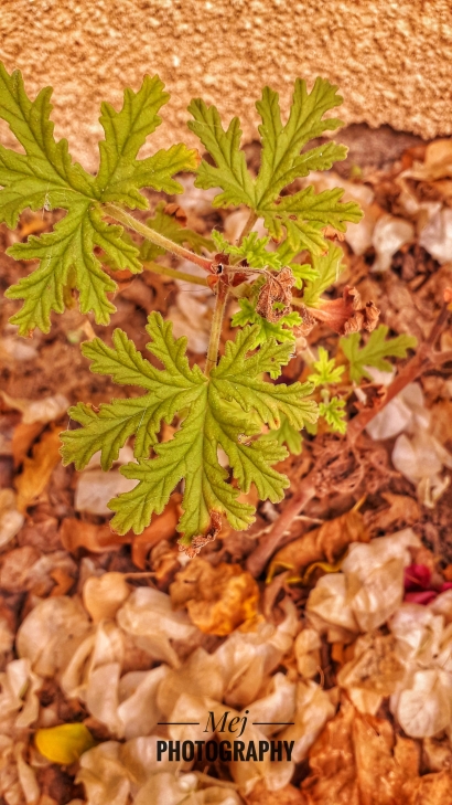 Autumn colors