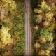 Through the forest.