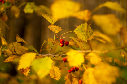 Autumn in Losiny Ostrov Nation...