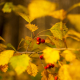 Autumn in Losiny Ostrov National Park - 1