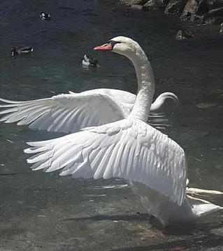 White Swan