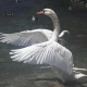 White Swan