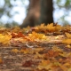 Autumn Forest Floor