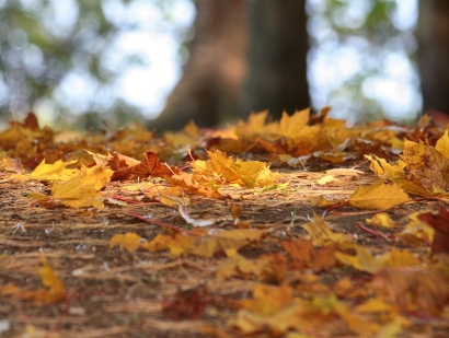 Autumn Forest Floor