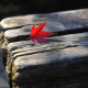 Autumn Leaf