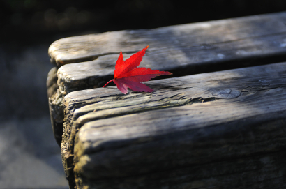 Autumn Leaf