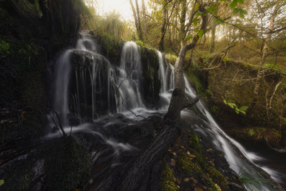 Magic forest