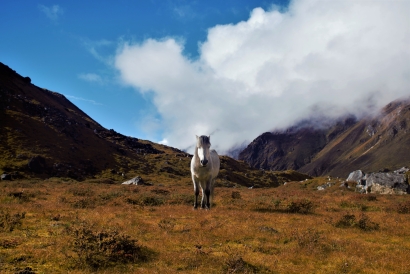 The god gifted horse