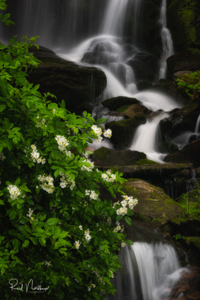 Seven Falls with Mountain Laur...