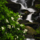 Seven Falls with Mountain Laurel
