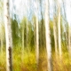 Painted Birch